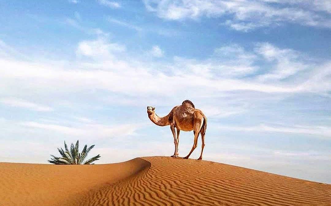 Desde Marrakech hasta desierto de Zagora