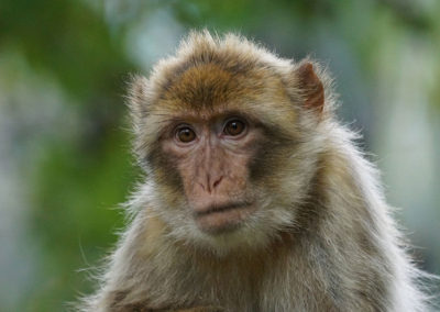 barbary ape Azrou