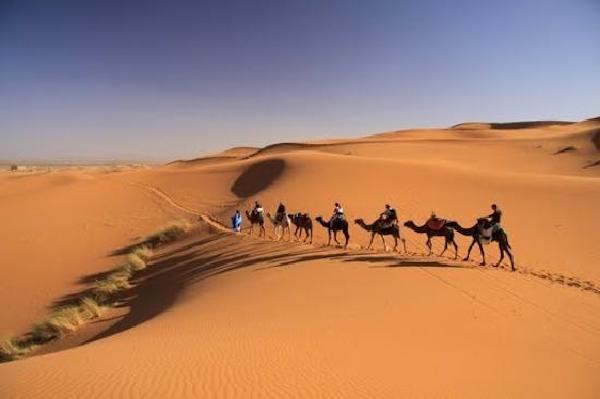 Trekking with dromedary