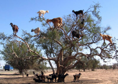 Argan goat