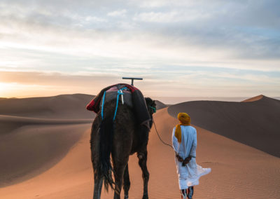 Cammello nel deserto