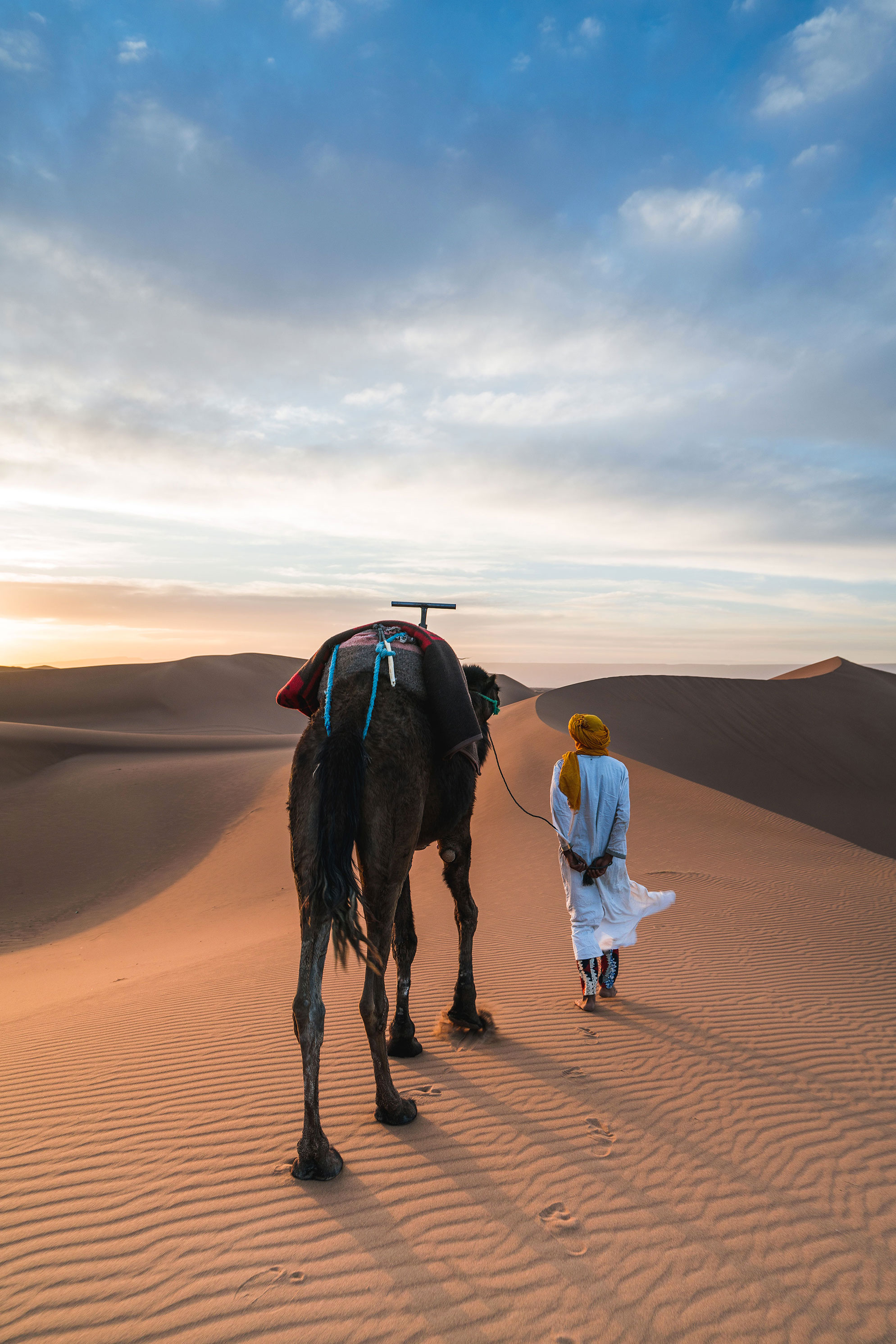 Cammello nel deserto