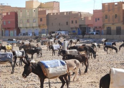 rissani-market-donkey