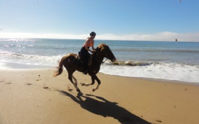 Horse ride on the beach